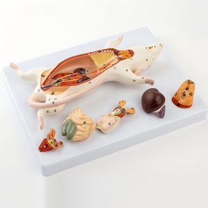 Modelos de Ratón y <span class=keywords><strong>Rata</strong></span> de PVC Blanco con Anatomía de Órganos Internos para Disección Educativa en Ciencias Médicas - Marca OEM - Product Image 2