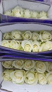 Flores de Tallo Largo de la Serie Arcoíris Vibrante para Diseño Floral Artístico, Decoración de Centros de Mesa, <span class=keywords><strong>Rosas</strong></span> Coloridas Frescas de Granja al por Mayor - Product Image 3