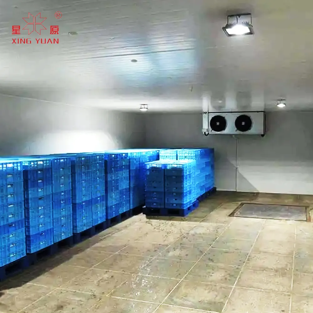 Cina murah berjalan di freezer 50ton ruang penyimpanan dingin untuk ikan dan daging
