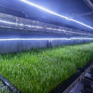 Ferme de production de fourrage hydroponique verticale en conteneurs, système de fourrage intelligent à contrôle climatique pour bovins, ovins et caprins - Product Image 6