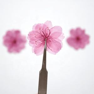 <span class=keywords><strong>ดอก</strong></span>เชอร์รี่ธรรมชาติกด<span class=keywords><strong>ดอก</strong></span><span class=keywords><strong>ซากุระ</strong></span>สำหรับเรซินและเคสโทรศัพท์มือถือ,<span class=keywords><strong>ดอก</strong></span><span class=keywords><strong>ซากุระ</strong></span>แห้งแบบชาวตะวันออก<span class=keywords><strong>ดอก</strong></span>เชอร์รี่แบบกด - Product Image 1