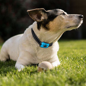 <span class=keywords><strong>Collar</strong></span> de adiestramiento de perro para dejar de ladrar, collares de control de ladridos, innovador <span class=keywords><strong>collar</strong></span> antiladridos para perros - Product Image 4