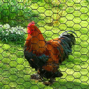 PVC Coated Galvanized 1/2'' Hexagonal Wire Mesh Poultry Farm Woven Small Hole Chicken Wire Meshpvc Wire Chicken Roll