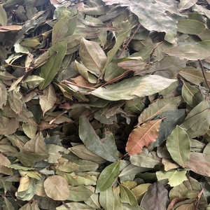 Daun Salam Kering Pilihan Langsung dari GREENISH, Laurus Nobilis, 50kg, Kemasan Karung Goni, Rempah Tunggal Mentah, ALDERATURKEY Turki, 2 Tahun