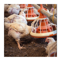 Nouveau système d'alimentation automatique U-BEST pour élevages de poulets de chair et de reproducteurs