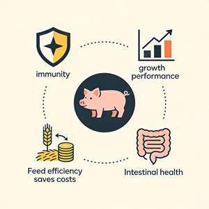 โปรไบโอติกเอนไซม์ สารเสริมอาหารสัตว์สำหรับสุกรและลูกสุกร ช่วยเพิ่มการเจริญเติบโตและการรับประทานอาหาร เฮซิน ดี3 บำรุงสุขภาพลำไส้ลูกสุกร ลดกลิ่นไม่พึงประสงค์ - Product Image 4