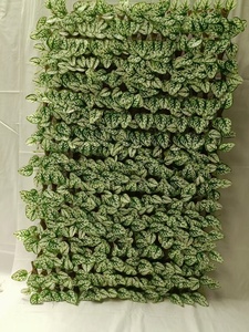 Clôture de <span class=keywords><strong>laurier</strong></span> artificiel Treillis de saule extensible avec feuilles artificielles Treillis en expansion de haie - Product Image 4