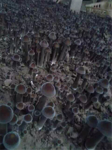 Mushroom EW upply OP ade lack termites/Mushroom ollybia alluminosa seta - Product Image 4