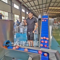 DY Edelstahl Industrielle Kleine Zwiebelschälmaschine 500-1500kg/h Zwiebelschälmaschine Hautentferner