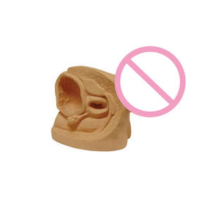 Schul unterrichts ausbildung Fort geschrittenes Modell für männliche interne und externe Genital organe für Medizin studenten - Product Image 2