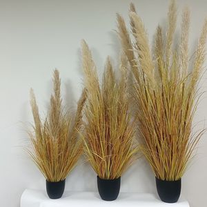 Pianta di Erba della Pampa in Vaso, Alta, Ornamentale <span class=keywords><strong>per</strong></span> Interni, Esterni, Matrimoni e Decorazioni Paesaggistiche - Product Image 3