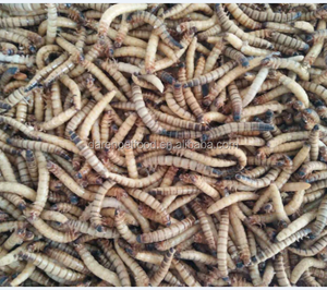 Superworm allevati in fattoria ad alta nutrizione mangime ideale per rettili uccelli e piccoli animali domestici - Product Image 6