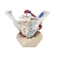 Modelo Anatómico de Músculos del Suelo Pélvico Femenino, Órganos Pélvicos con Nervios Vasculares Adjuntos, Natural, Grande, 6 Partes, Material PVC, Médico