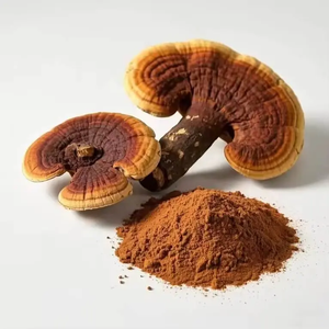 Extrato Orgânico de <span class=keywords><strong>Ganoderma</strong></span> <span class=keywords><strong>Lucidum</strong></span> Certificado pela USDA e UE, Polissacarídeos 10%-50%, Pó de Cogumelo Reishi - Product Image 3