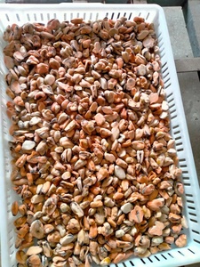 Mayorista Mariscos Carne de mejillón hervida congelada IQF - Product Image 6