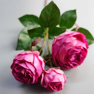 21 "CHUBBY ROSE STE[EF7267] - Product Image 1