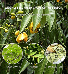 Té de Hoja de <span class=keywords><strong>Senna</strong></span> |   Bienestar Digestivo y Limpieza Herbal |   Sin cafeína |   Cassia Angustifolia Seca a Granel |   OEM Personalizado - Product Image 5