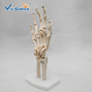 Modelo Anatómico <span class=keywords><strong>de</strong></span> Mano Humana en 3D, Modelo <span class=keywords><strong>de</strong></span> Articulación <span class=keywords><strong>de</strong></span> Mano <span class=keywords><strong>de</strong></span> Tamaño Real, Modelo <span class=keywords><strong>de</strong></span> <span class=keywords><strong>Huesos</strong></span> <span class=keywords><strong>de</strong></span> Mano, Modelo <span class=keywords><strong>de</strong></span> <span class=keywords><strong>Huesos</strong></span> Anatómicos con Mano Humana Real - Product Image 5
