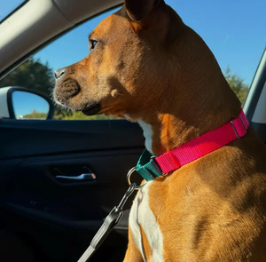 <span class=keywords><strong>Collar</strong></span> de Perro Ajustable de Nailon Suave Personalizado y Económico, <span class=keywords><strong>Collar</strong></span> de Perro de Nailon y Poliéster de <span class=keywords><strong>1</strong></span> Pulgada - Product Image 3