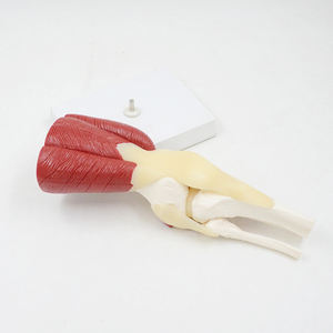 DARHMMY - Modelo de Rodilla Profesional para Enseñanza, Tamaño Real, Material de PVC, con Músculos, Ligamentos y Huesos para Estudio Quirúrgico - Product Image 4