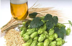 カスケードビール用ホップペレット 青島フラワークラスター 青島フラワーホップペレット ビール用 - Product Image 4