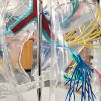 Modelo anatómico de pulmón de PVC transparente DARHMMY con árbol bronquial para visualización de productos de ciencia médica