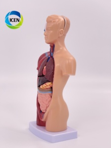 IN-M5 Science médicale 27 pièces 85cm modèle de torse <span class=keywords><strong>humain</strong></span> figure d'impression de main modèle anatomique de <span class=keywords><strong>corps</strong></span> musclé - Product Image 5