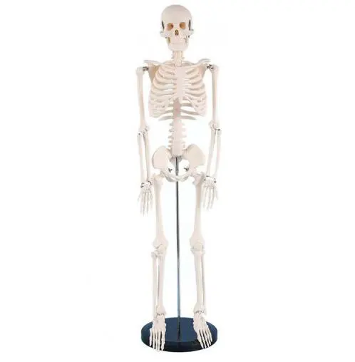 Medical Science educational anatomy model Artificial PVC Plastic 200 Bones for teaching 85cm Human Skeleton Model