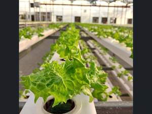 Canal hydroponique NFT en PVC de qualité alimentaire monocouche de grande taille 120x90 mm <span class=keywords><strong>pour</strong></span> la laitue, le céleri, le poireau, la moutarde - Product Image 2