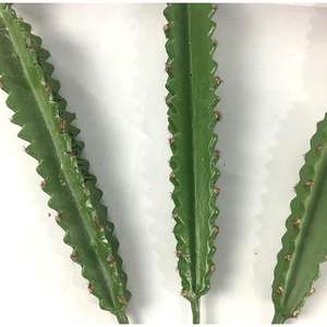 <span class=keywords><strong>Cactus</strong></span> artificiel en plastique, verdure écologique, décoration murale réaliste, cadeau de remise de diplôme, fausses fleurs - Product Image 4