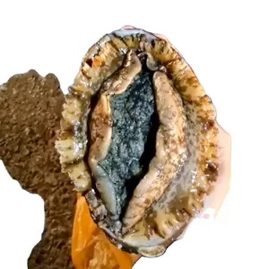 Shellfish hot fresh dried abalone for sale wholesale