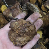 Song Mo Chine Suillus Luteus Slippery Jack en vrac, Suillus Luteus sauvage déshydraté L.ex Fr. Champignons gris à vendre
