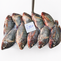 Tilapia noire entière surgelée IQF pour la transformation alimentaire, les commandes d'exportation et les achats en gros volumes