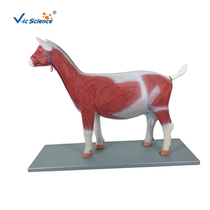 Modelo de Anatomía de <span class=keywords><strong>Cabra</strong></span> Capra Hircus, Modelo de <span class=keywords><strong>Esqueleto</strong></span> de PVC para Ciencias Médicas - Product Image 1