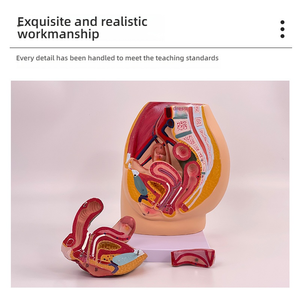 Section sagittale pelvienne masculine en 4 parties Mannequin en PVC Modèle d'anatomie du système reproducteur féminin en 3 parties pour l'éducation médicale - Product Image 2