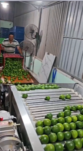 Línea Automática de Procesamiento de Frutas Enceradas, Máquina de Lavado, Limpieza, Secado, Encerado, Clasificación y Calibración de Frutas Frescas y Limones - Product Image 5