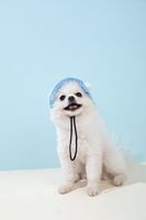 Chapeaux pour animaux de compagnie, pare-soleil, chapeaux anti-étranglement pour chiens, chapeaux de pêcheur ajustables à oreilles apparentes, chapeaux pour chats, fournitures pour animaux de compagnie