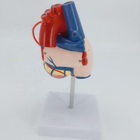 Modèle anatomique en PVC de la chirurgie de contournement du cœur humain pour les étudiants en sciences médicales et la formation des infirmières pour les écoles