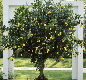 ต้นส้มโอเทียม ต้นมะนาวเทียม ต้นไม้ผลไม้ประดับตกแต่งภายในสำหรับโรงแรมและห้างสรรพสินค้า - Product Image 5