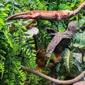 Plantes en PU pour terrarium, vignes flexibles pour reptiles, vignes d'escalade pour jungle, pour <span class=keywords><strong>gecko</strong></span>, serpent, <span class=keywords><strong>lézard</strong></span>, dragon barbu, bernard-l'ermite, grenouille - Product Image 1