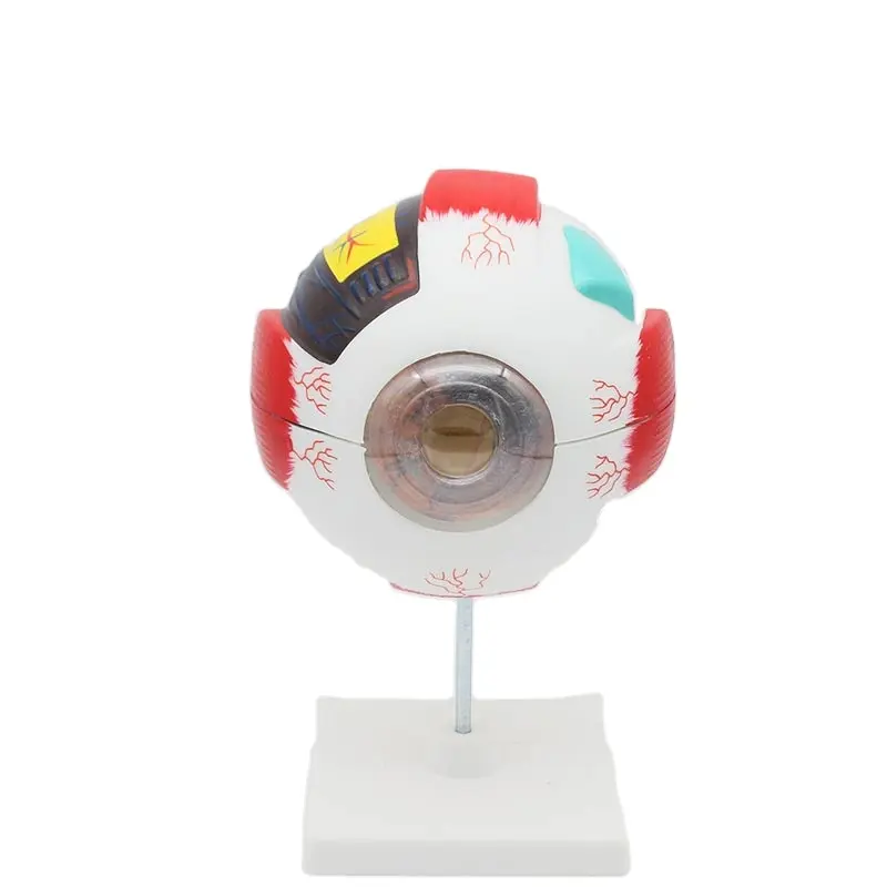 Human eyeball model 6 times magnification medical teaching simulation eye structure anatomy ENT teaching model