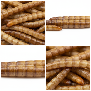 תולעי חלבון גבוהים מתאימות למזונות בעלי חיים קטנים - Product Image 2