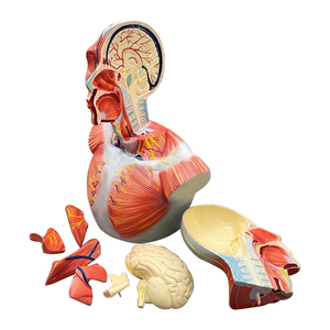 Memamerkan lapisan kepala dan leher dengan otak dan ZM1203 38.5*24*50 - Product Image 4