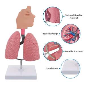 Modèle du système respiratoire humain KyrenMed 1/2 grandeur nature, tête humaine, larynx, poumon, trachée, organes du système respiratoire avec support - Product Image 3