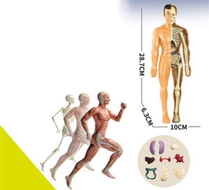 Modelo <span class=keywords><strong>humano</strong></span> desmontable ciencia STEM anatomía músculos extraíbles órganos <span class=keywords><strong>huesos</strong></span> conjunto DIY modelo de <span class=keywords><strong>cuerpo</strong></span> <span class=keywords><strong>humano</strong></span> interactivo - Product Image 2