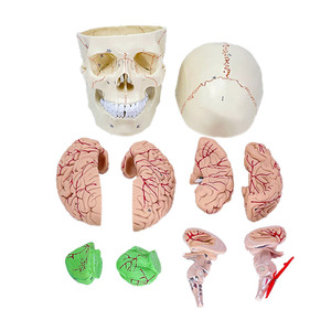 Modelo Anatómico de Cabeza Humana 3D en PVC Ecológico, Diseño Profesional para Escuelas de Medicina - Product Image 6