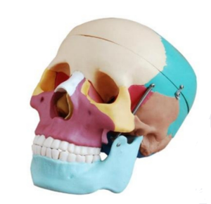 Modello di Cranio Umano con Cervello, Produttore di Modelli di Cranio Colorati per Scuole Mediche - Product Image 3