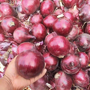 New Crop Fresh Red &amp; Yellow <strong>Onions</strong> | Wholesale Fresh Vegetables | Bulk Fresh <strong>Onions</strong> for Sale - Product Image 6