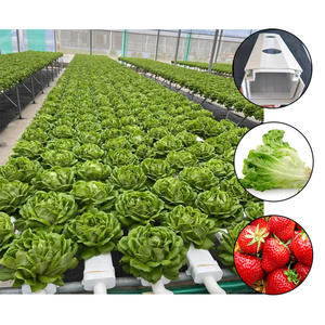 Système de <span class=keywords><strong>culture</strong></span> hors-sol pour chou et laitue, canal NFT en PVC de qualité alimentaire, irrigation automatisée par solution nutritive, <span class=keywords><strong>culture</strong></span> <span class=keywords><strong>hydroponique</strong></span> - Product Image 1
