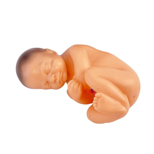 Modèle de <span class=keywords><strong>grossesse</strong></span> sagittale en 4 parties pour femme, 9 <span class=keywords><strong>mois</strong></span> - Ensemble pédagogique d'anatomie du fœtus, de l'utérus et du placenta - Product Image 6